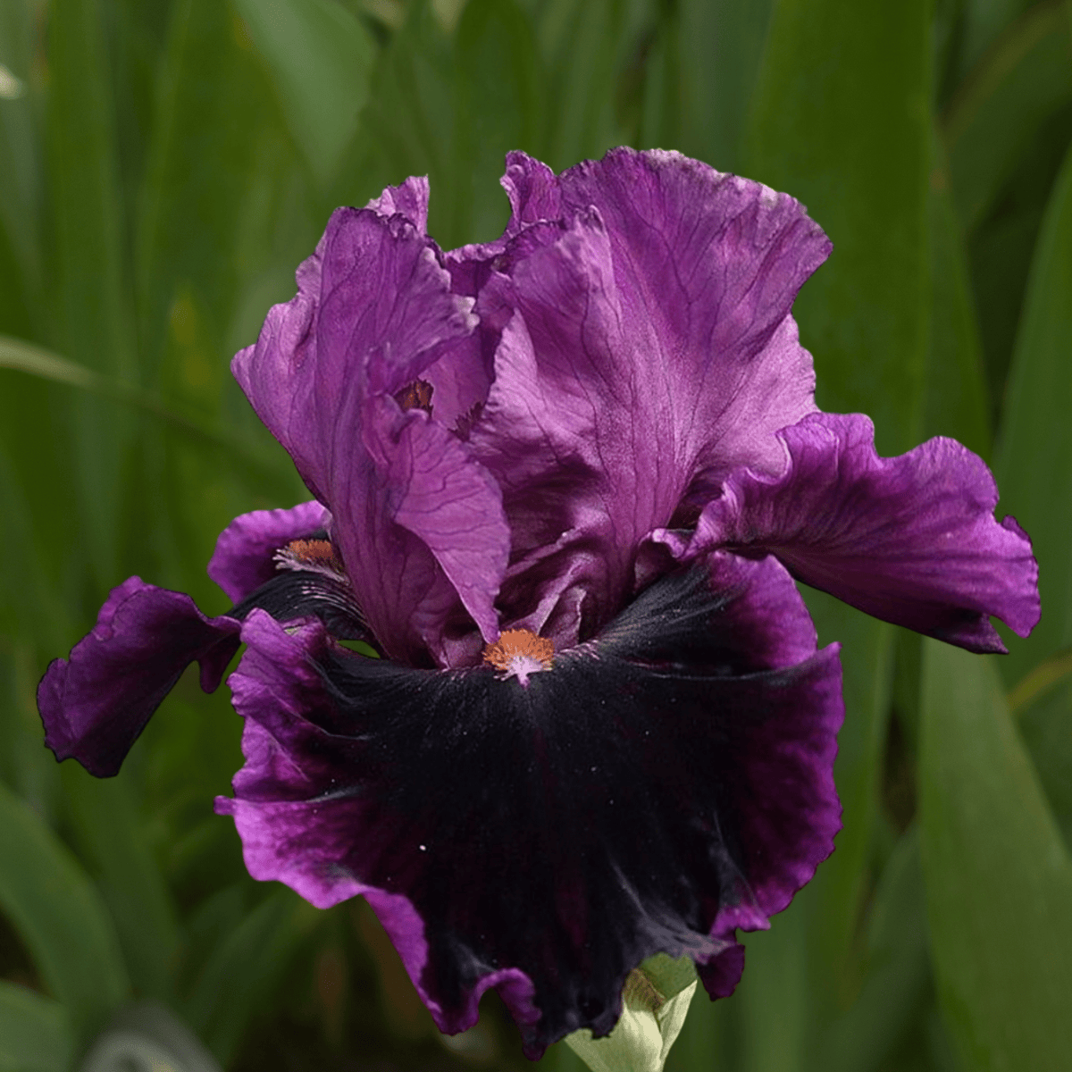 Accessible Bearded Iris (Coming in 2028) - Love Dahlias-south-africa-flower-bulbs