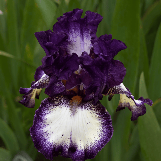 Admiral Nelson Bearded Iris (Coming in 2028) - Love Dahlias-south-africa-flower-bulbs