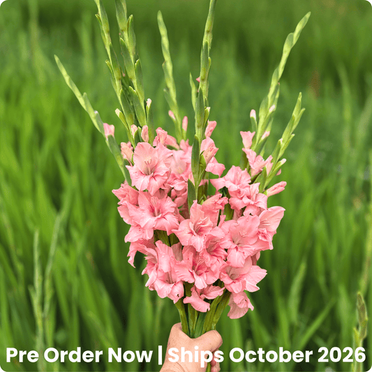 Adrenalin Gladiolus Corms (Pack of 10) Sword Lily - Love Dahlias - south - africa - flower - bulbs