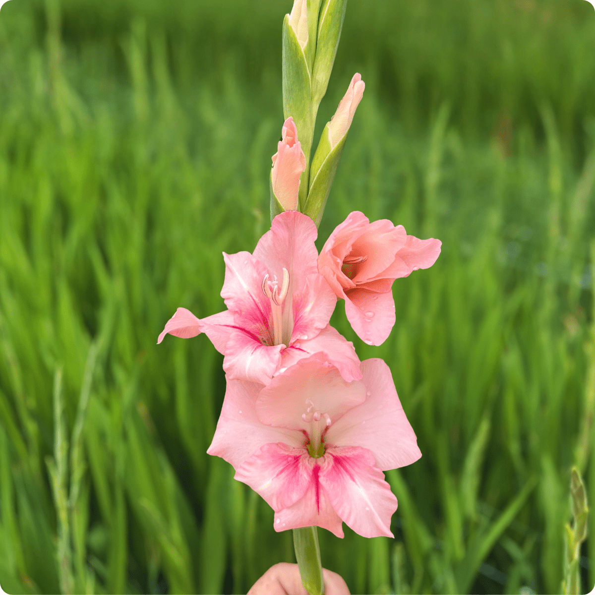 Adrenalin Gladiolus (Pack of 10) Sword Lily - Love Dahlias - south - africa - flower - bulbs