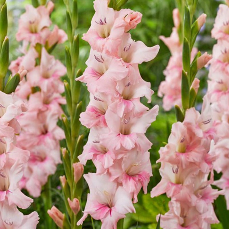 Adrenalin Gladiolus (Pack of 12) Sword Lily - Love Dahlias - south - africa - flower - bulbs