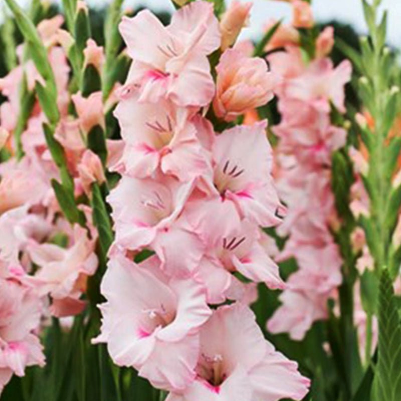 Adrenalin Gladiolus (Pack of 12) Sword Lily - Love Dahlias - south - africa - flower - bulbs