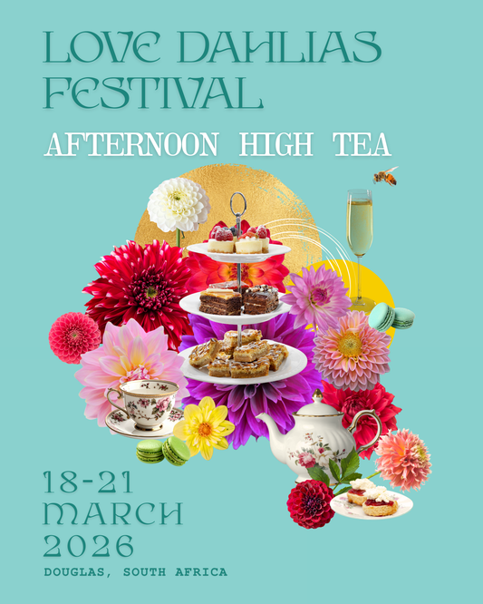 Afternoon High Tea - Love Dahlias - south - africa - flower - bulbs