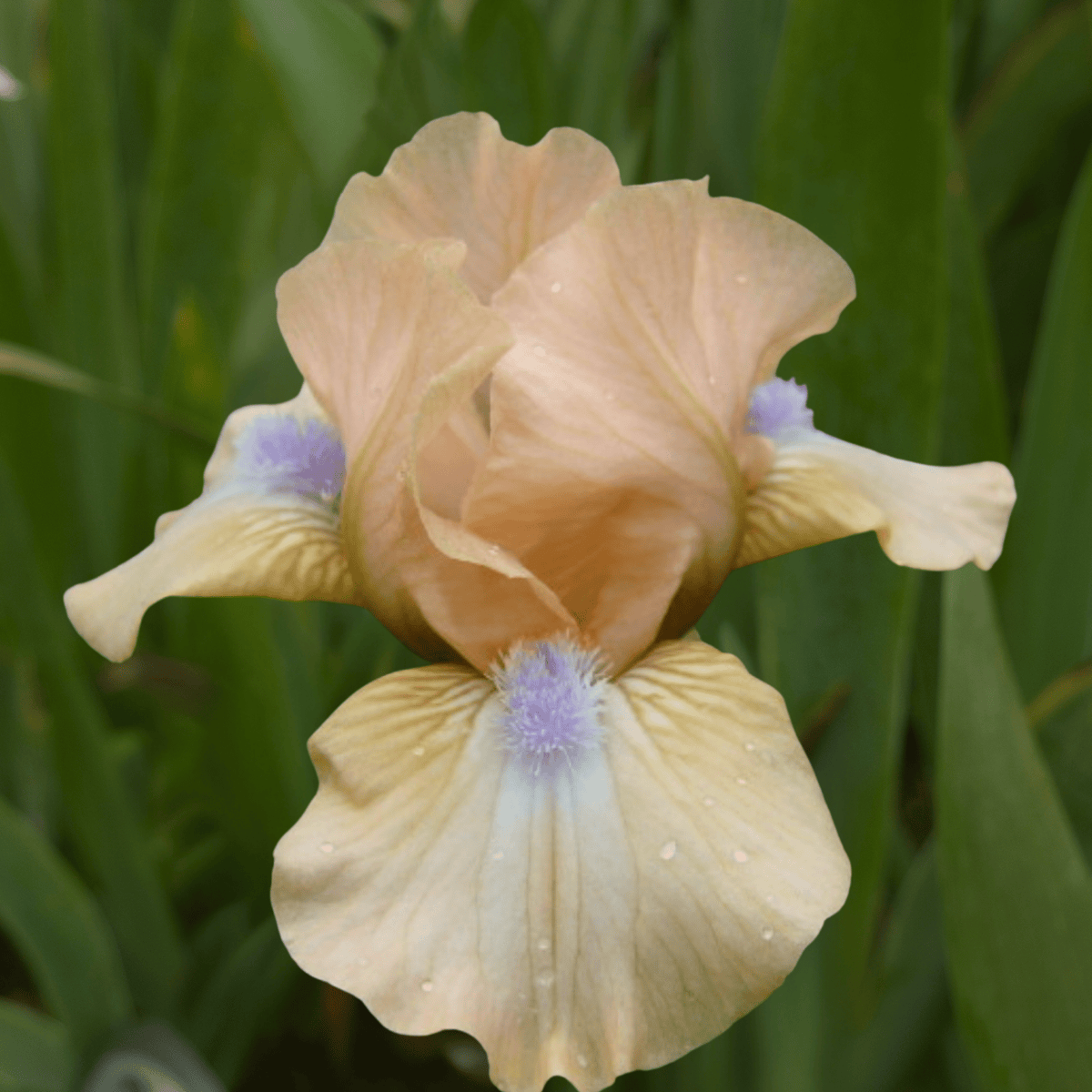 Ahwanhee Princess Bearded Iris (Coming in 2028) - Love Dahlias-south-africa-flower-bulbs