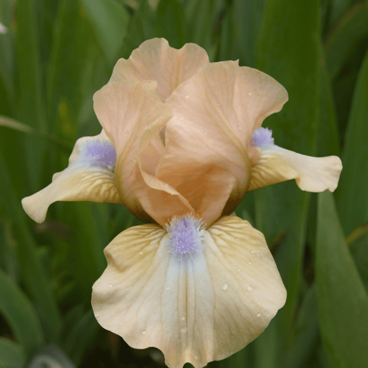 Ahwanhee Princess Bearded Iris (Coming in 2028) - Love Dahlias-south-africa-flower-bulbs