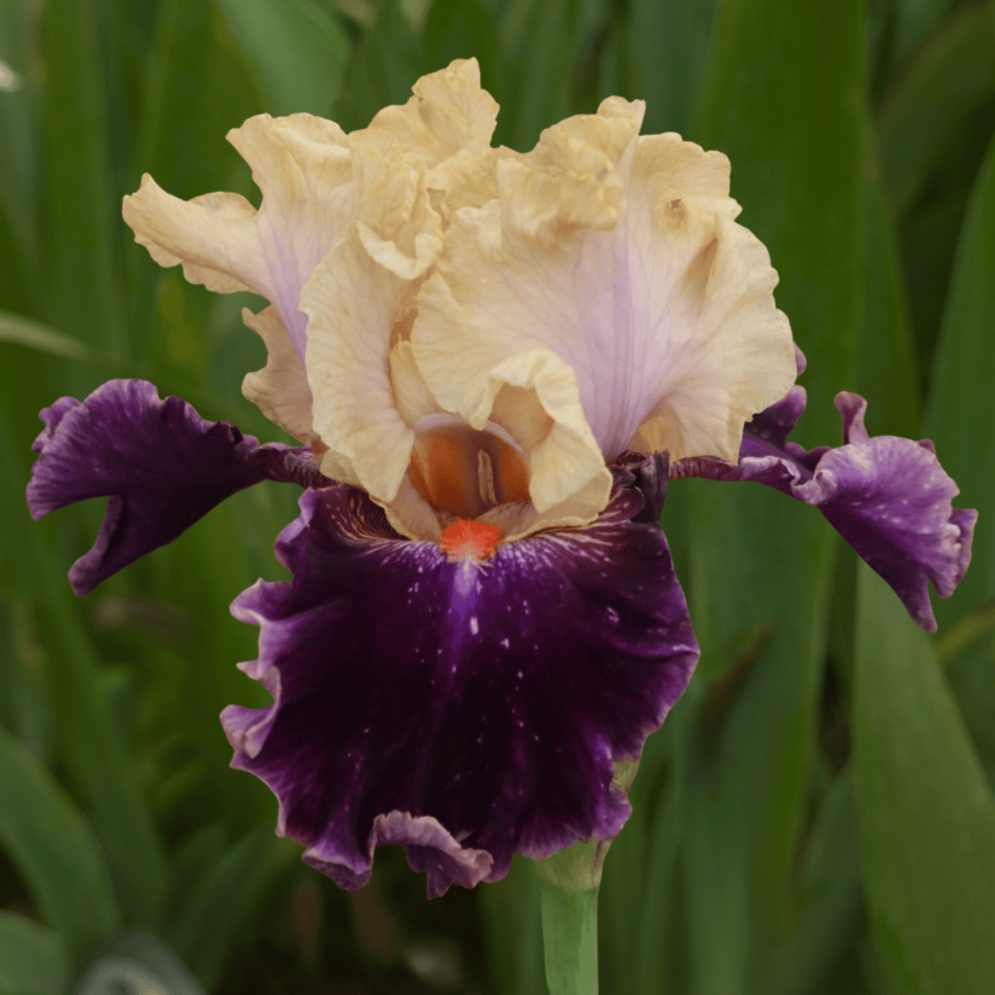 Aimé Bay Bearded Iris (Coming in 2028) - Love Dahlias-south-africa-flower-bulbs