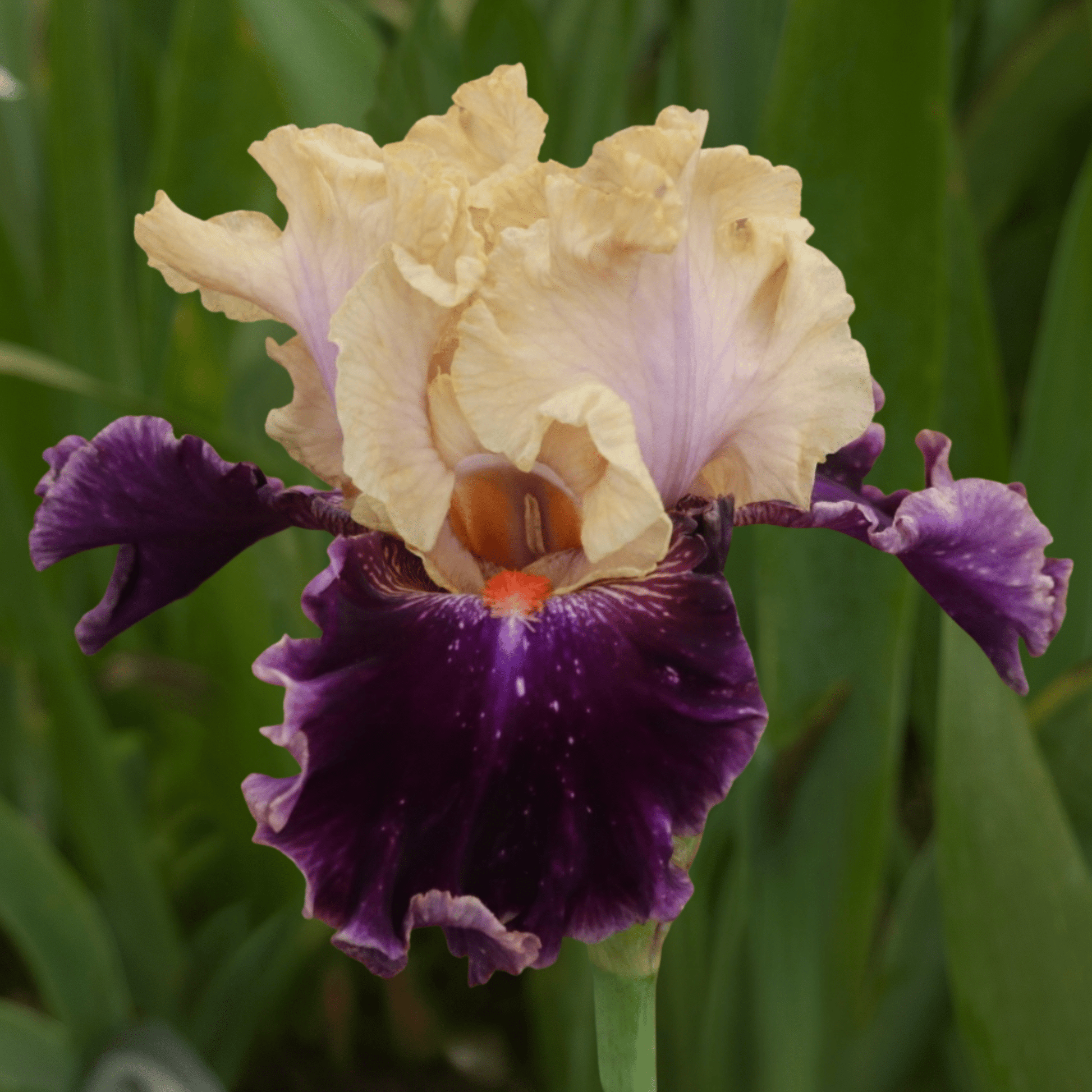 Aimé Bay Bearded Iris (Coming in 2028) - Love Dahlias-south-africa-flower-bulbs