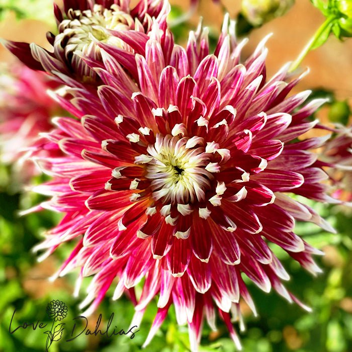 Akita Dahlia Tuber - Love Dahlias - south - africa - flower - bulbs