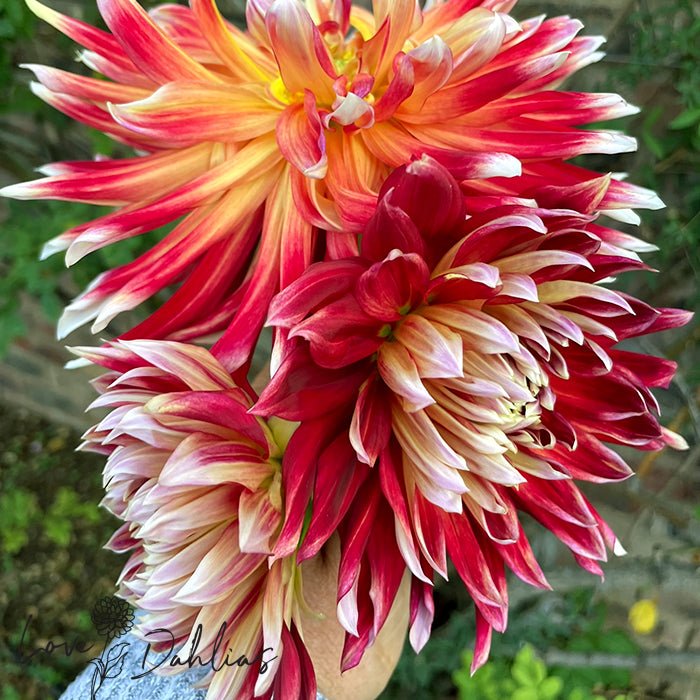 Akita Dahlia Tuber - Love Dahlias - south - africa - flower - bulbs