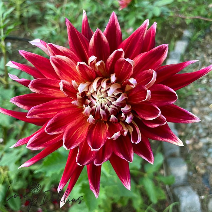 Akita Dahlia Tuber - Love Dahlias - south - africa - flower - bulbs