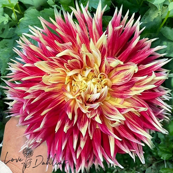 Akita Dahlia Tuber - Love Dahlias - south - africa - flower - bulbs