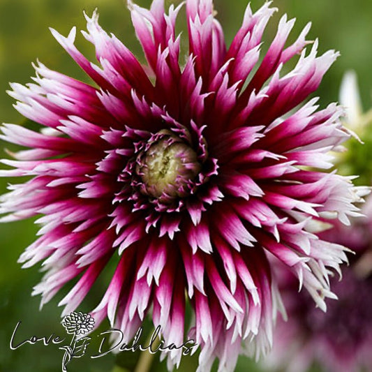 Alauna Clair Obscur Dahlia Tuber - Love Dahlias - south - africa - flower - bulbs