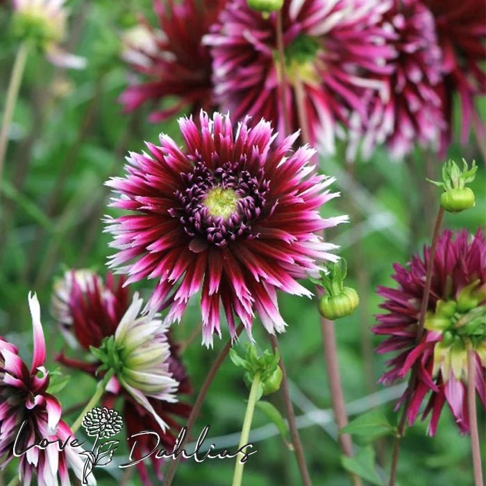 Alauna Clair Obscur Dahlia Tuber - Love Dahlias - south - africa - flower - bulbs