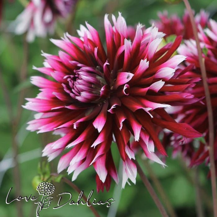 Alauna Clair Obscur Dahlia Tuber - Love Dahlias - south - africa - flower - bulbs