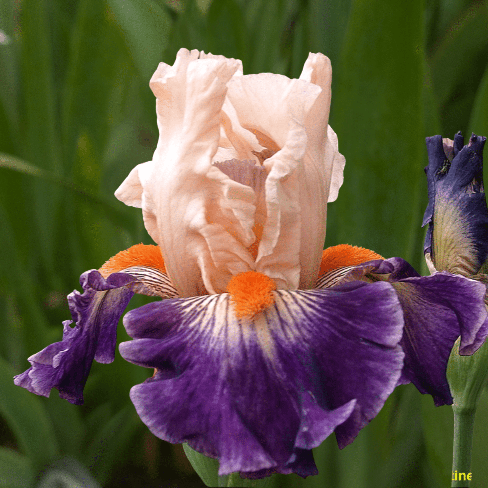 Alaya Zmeyka Bearded Iris (Coming in 2028) - Love Dahlias-south-africa-flower-bulbs