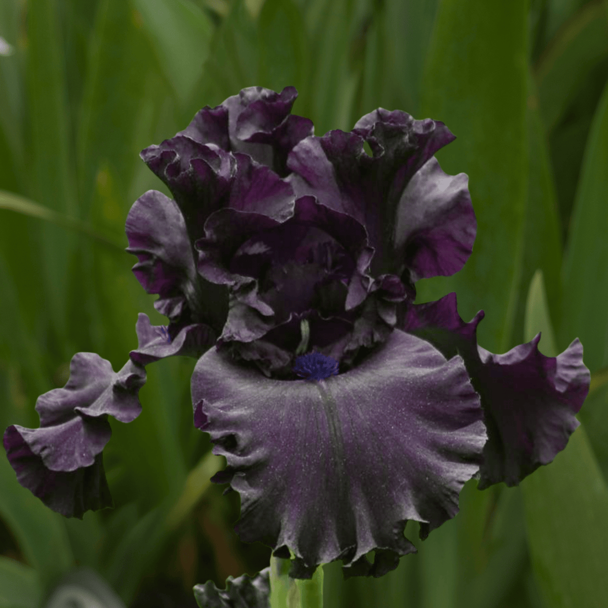 All Night Long Bearded Iris (Coming in 2028) - Love Dahlias-south-africa-flower-bulbs