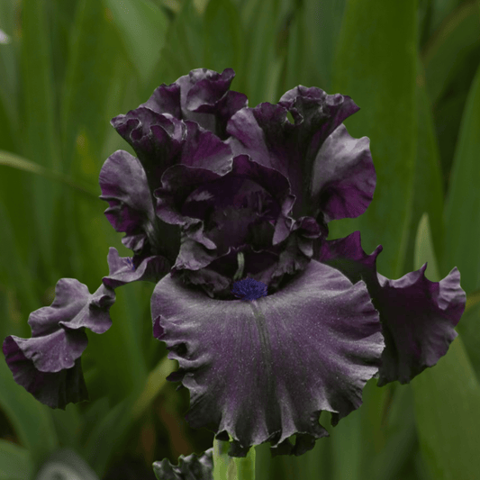 All Night Long Bearded Iris (Coming in 2028) - Love Dahlias-south-africa-flower-bulbs