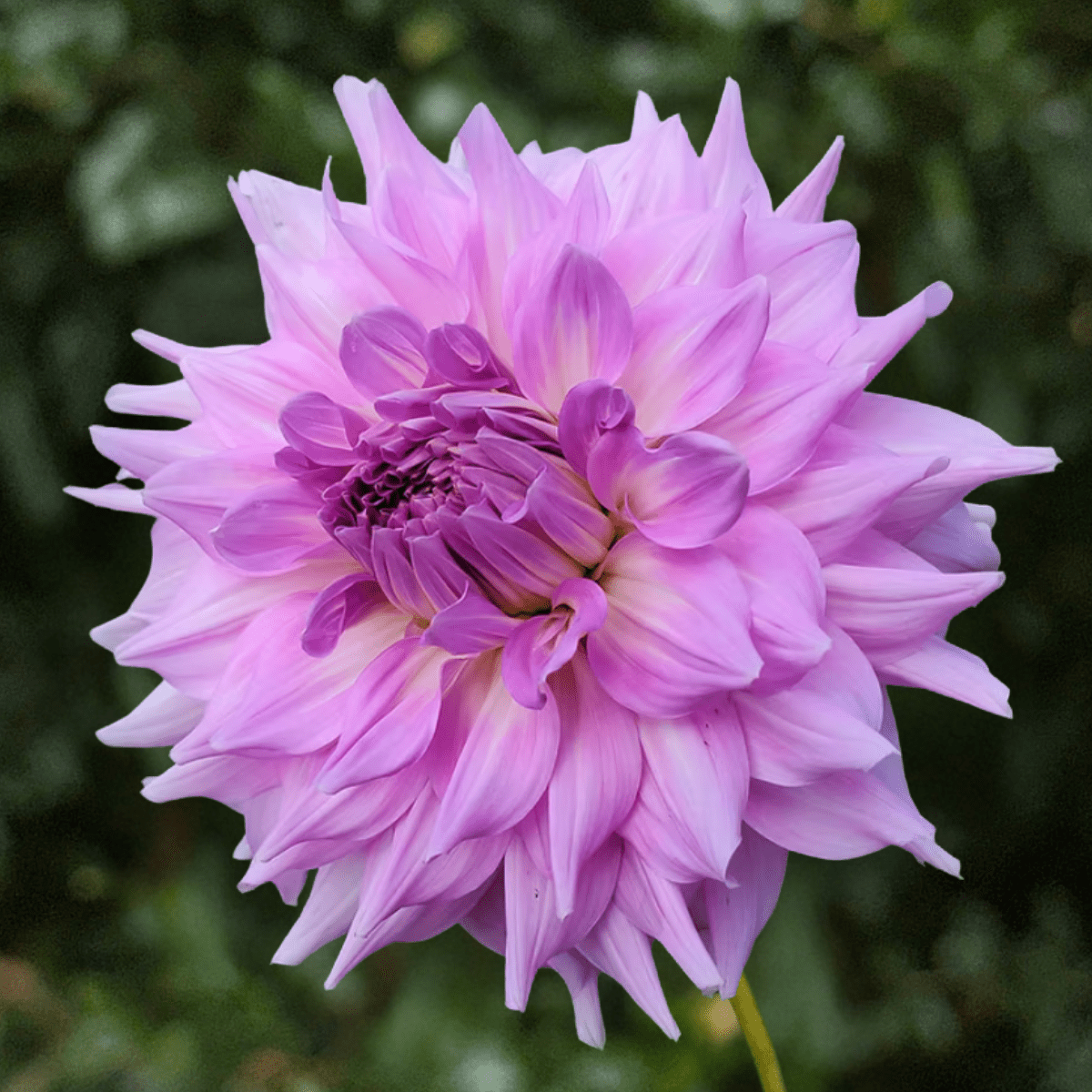Almand's Joy Dahlia Tuber | Love Dahlias - Love Dahlias-south-africa-flower-bulbs