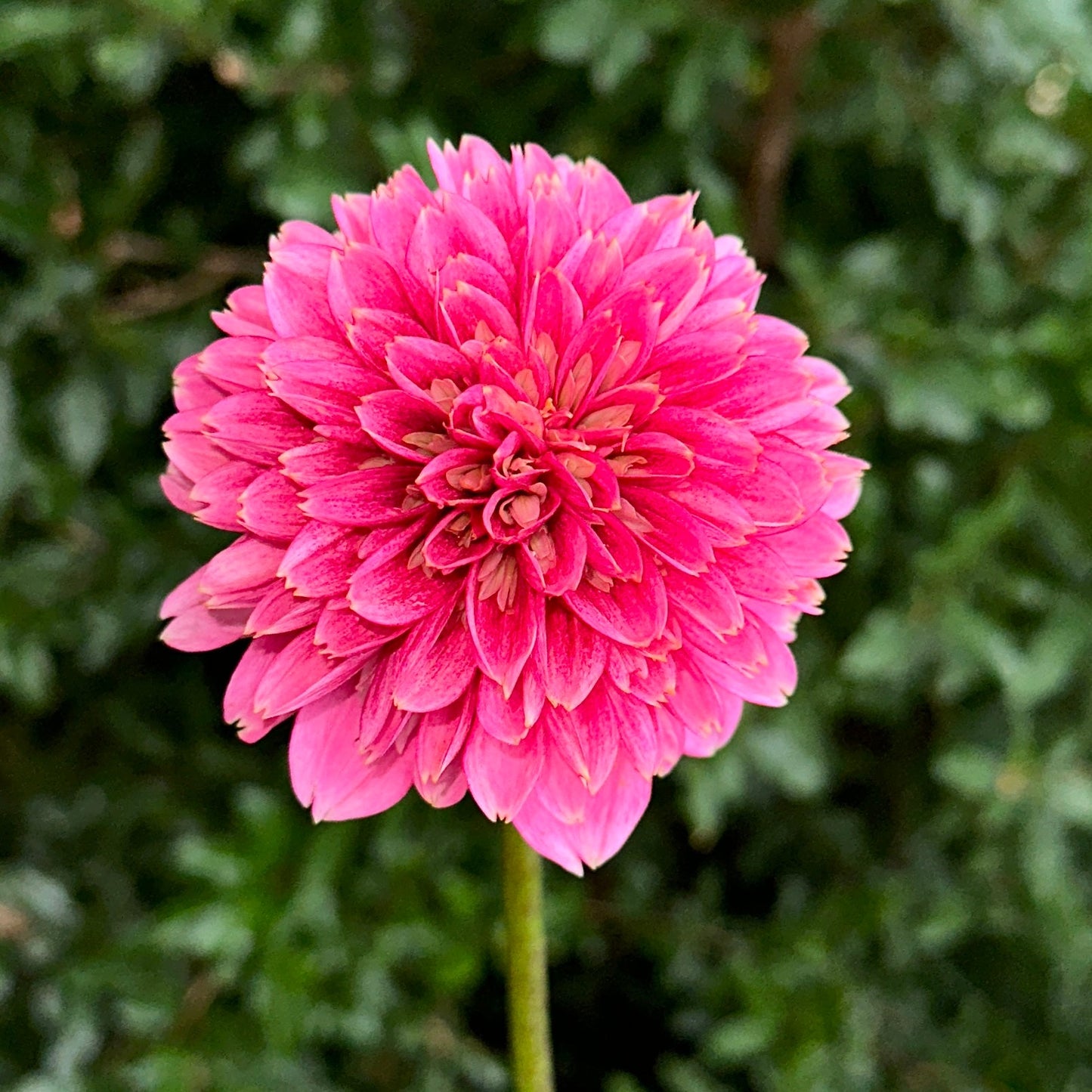 Alyshia Dahlia Tuber - Love Dahlias - south - africa - flower - bulbs