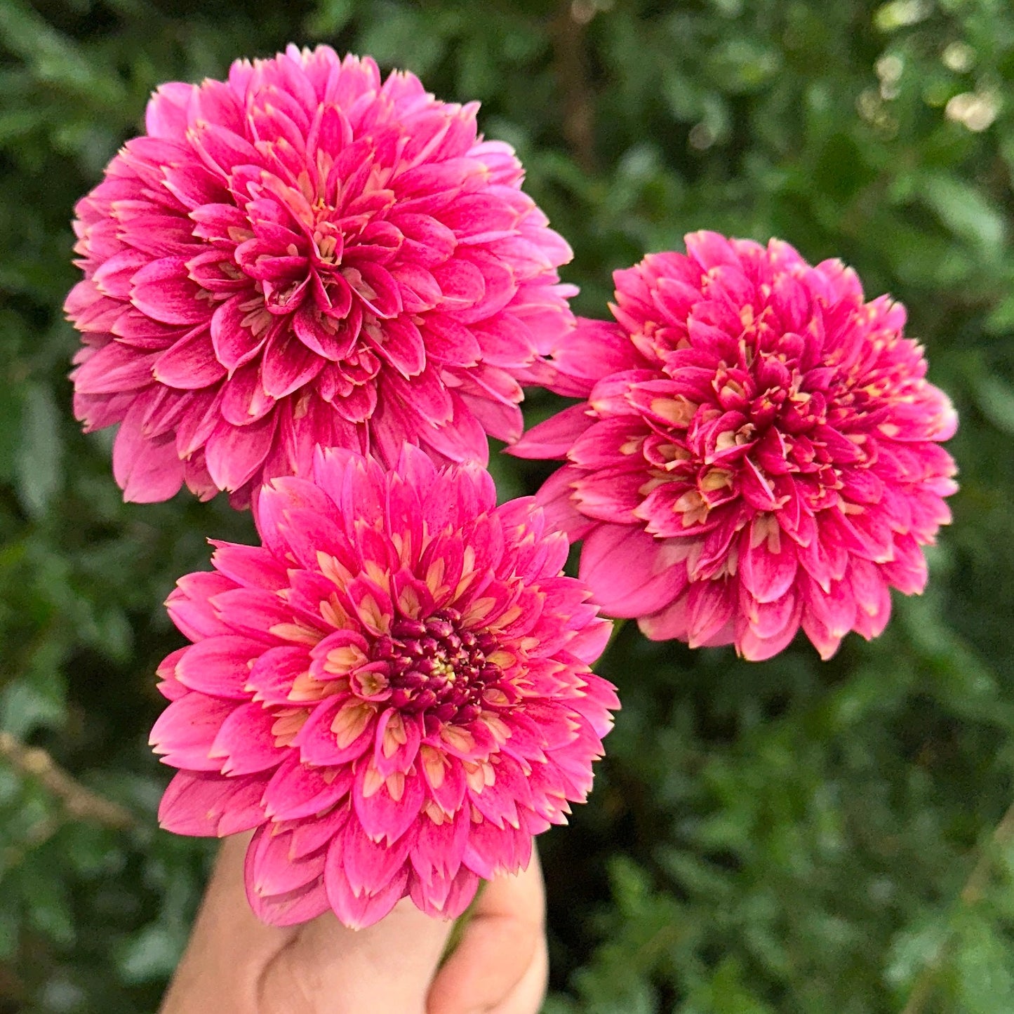 Alyshia Dahlia Tuber - Love Dahlias - south - africa - flower - bulbs