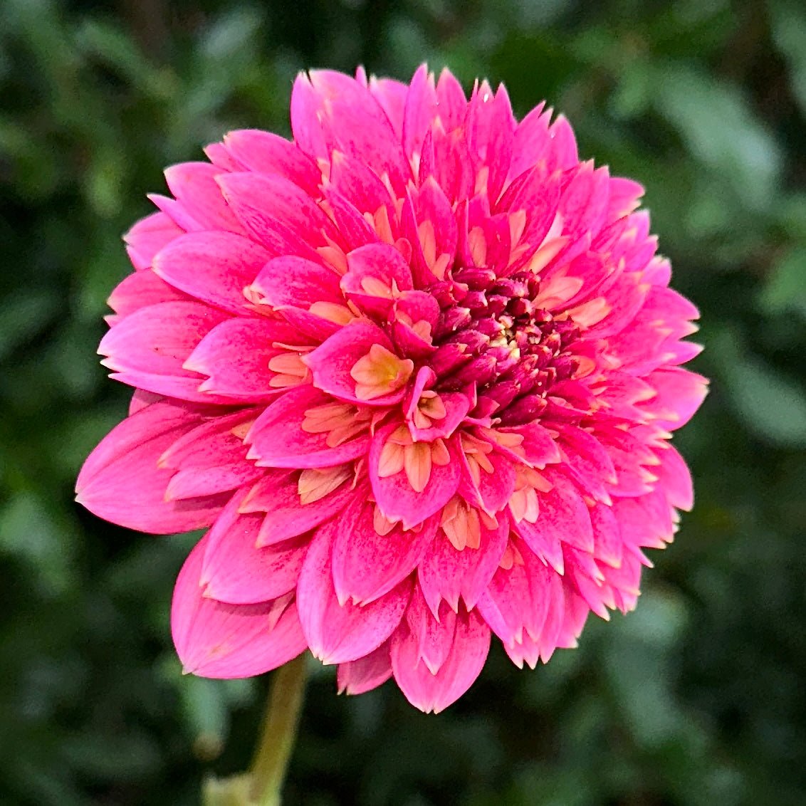 Alyshia Dahlia Tuber - Love Dahlias - south - africa - flower - bulbs