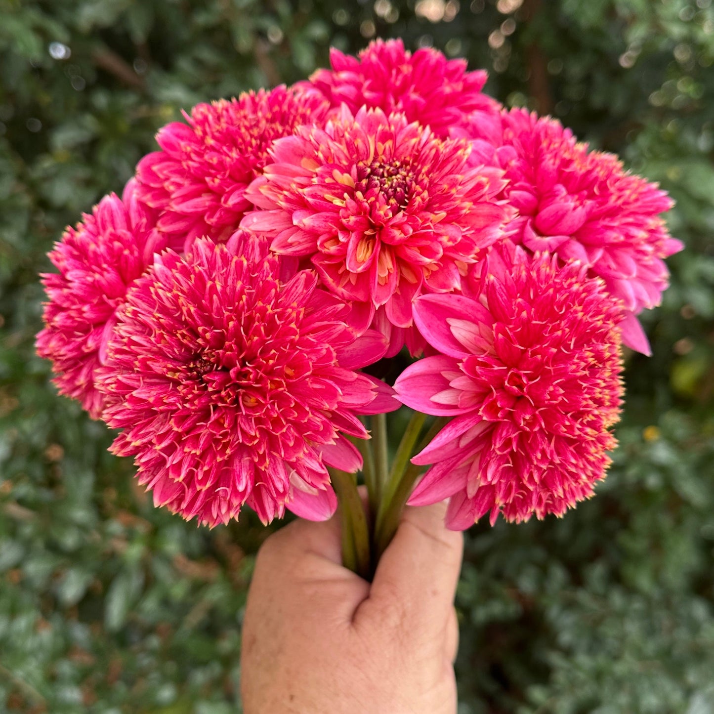 Alyshia Dahlia Tuber - Love Dahlias - south - africa - flower - bulbs