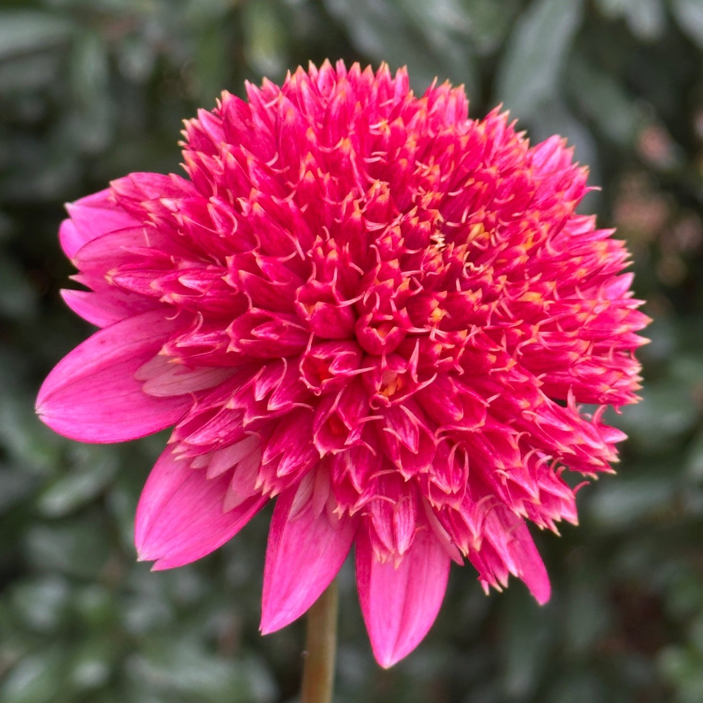 Alyshia Dahlia Tuber - Love Dahlias - south - africa - flower - bulbs