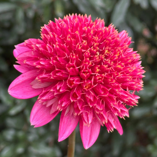 Alyshia Dahlia Tuber - Love Dahlias - south - africa - flower - bulbs