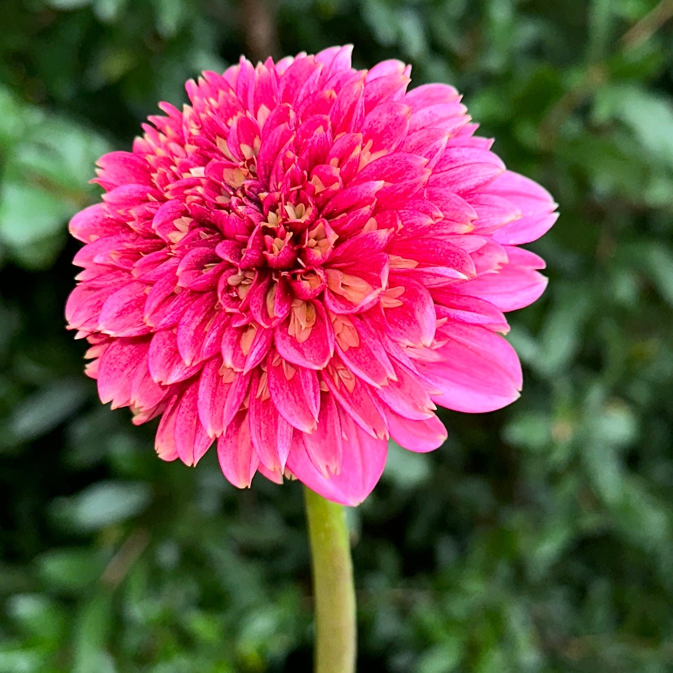 Alyshia Dahlia Tuber - Love Dahlias - south - africa - flower - bulbs
