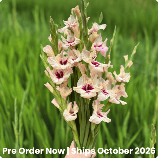 Amber Mystique Gladiolus Corms (Pack of 10) Sword Lily - Love Dahlias - south - africa - flower - bulbs