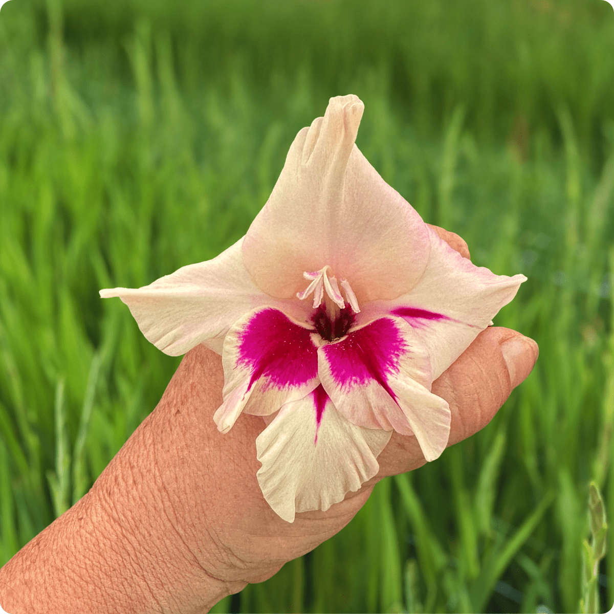 Amber Mystique Gladiolus Corms (Pack of 10) Sword Lily - Love Dahlias - south - africa - flower - bulbs