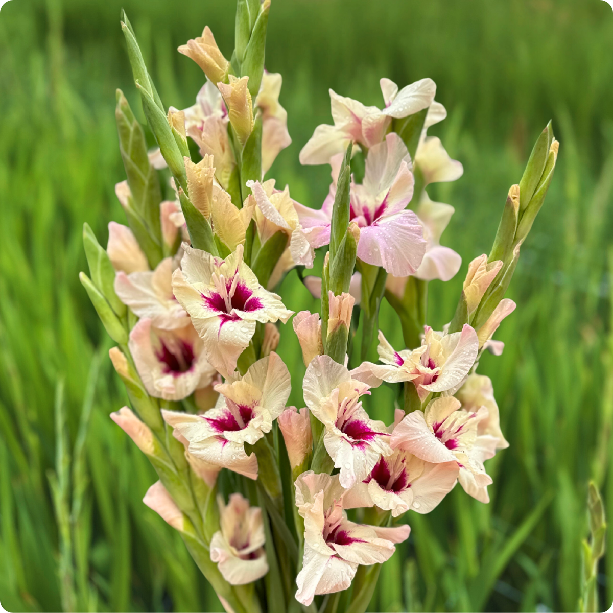 Amber Mystique Gladiolus (Pack of 10) Sword Lily - Love Dahlias - south - africa - flower - bulbs