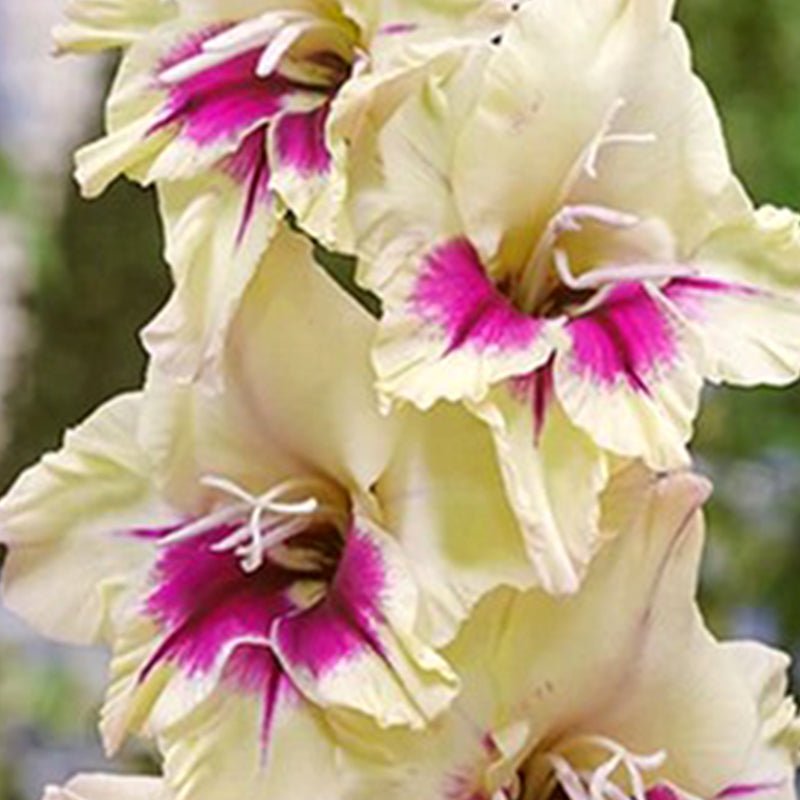 Amber Mystique Gladiolus (Pack of 12) Sword Lily - Love Dahlias - south - africa - flower - bulbs