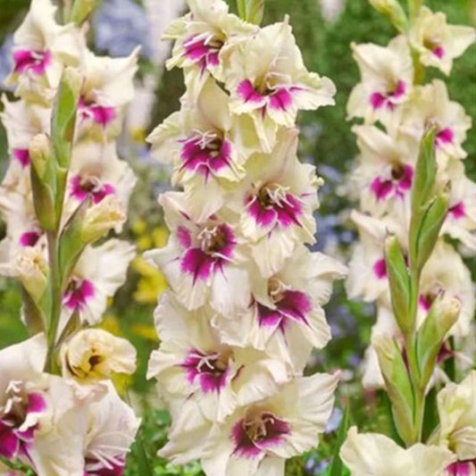 Amber Mystique Gladiolus (Pack of 12) Sword Lily - Love Dahlias - south - africa - flower - bulbs