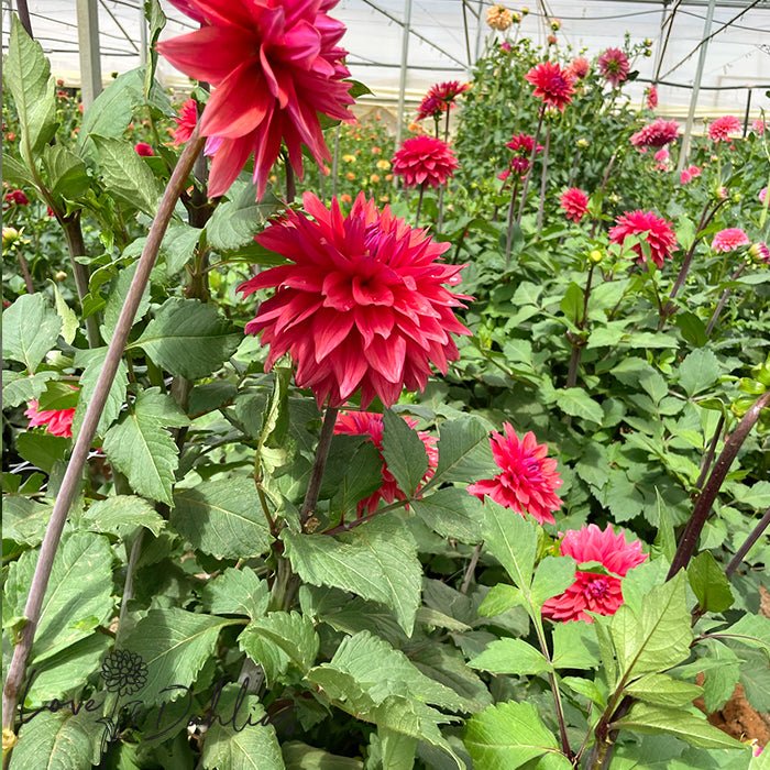 American Dawn Dahlia Tuber - Love Dahlias - south - africa - flower - bulbs