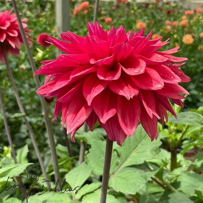 American Dawn Dahlia Tuber - Love Dahlias - south - africa - flower - bulbs