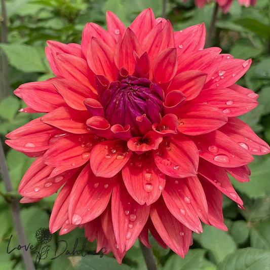 American Dawn Dahlia Tuber - Love Dahlias - south - africa - flower - bulbs