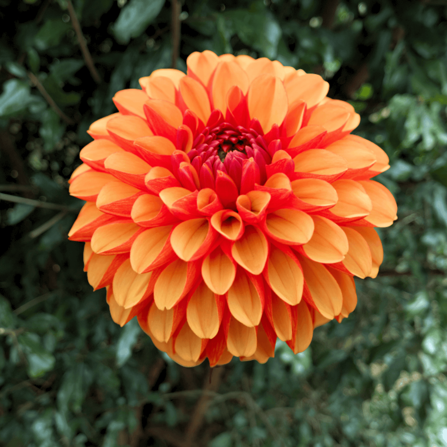 American Sunset Dahlia Tuber | South Africa - Love Dahlias - south - africa - flower - bulbs