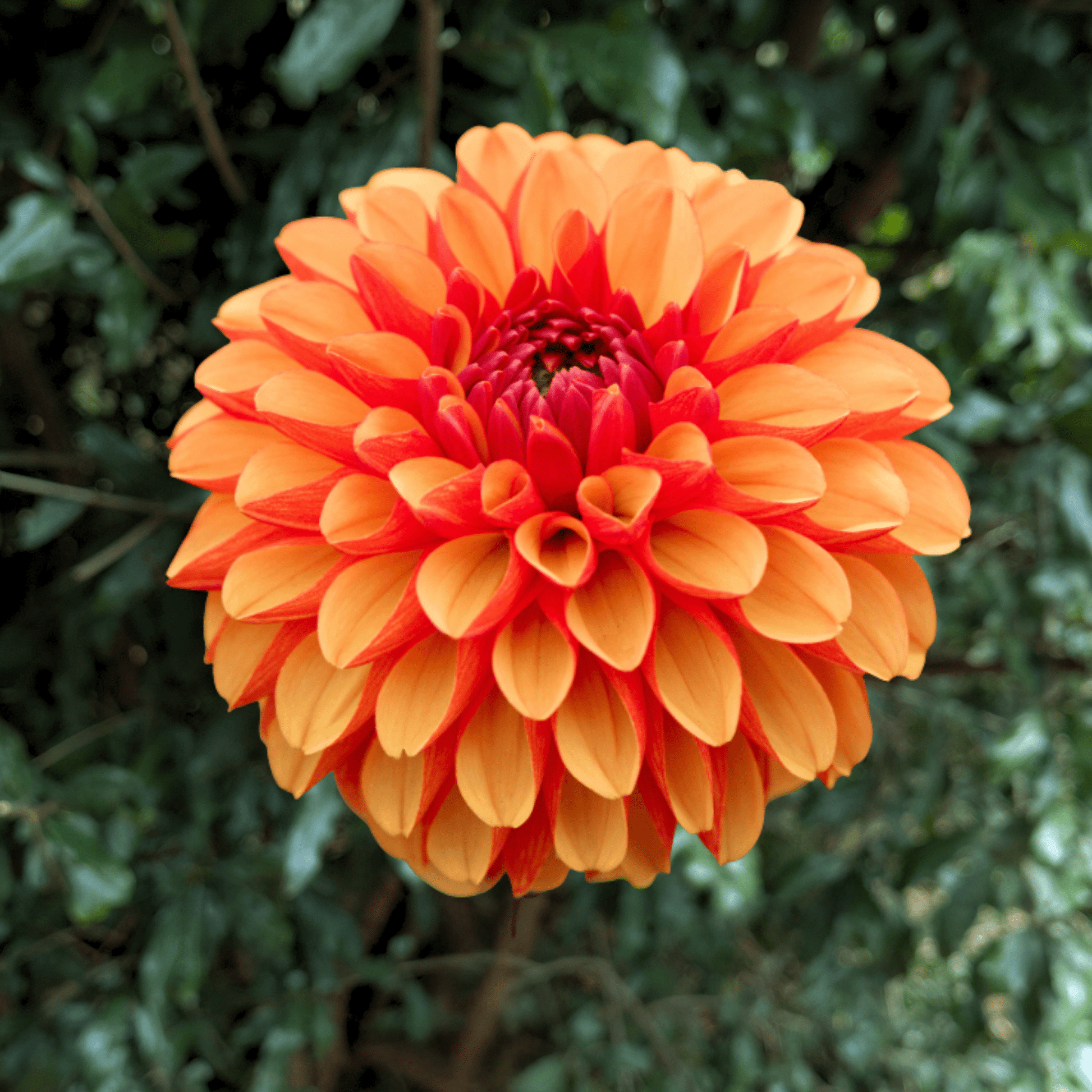 American Sunset Dahlia Tuber | South Africa - Love Dahlias - south - africa - flower - bulbs