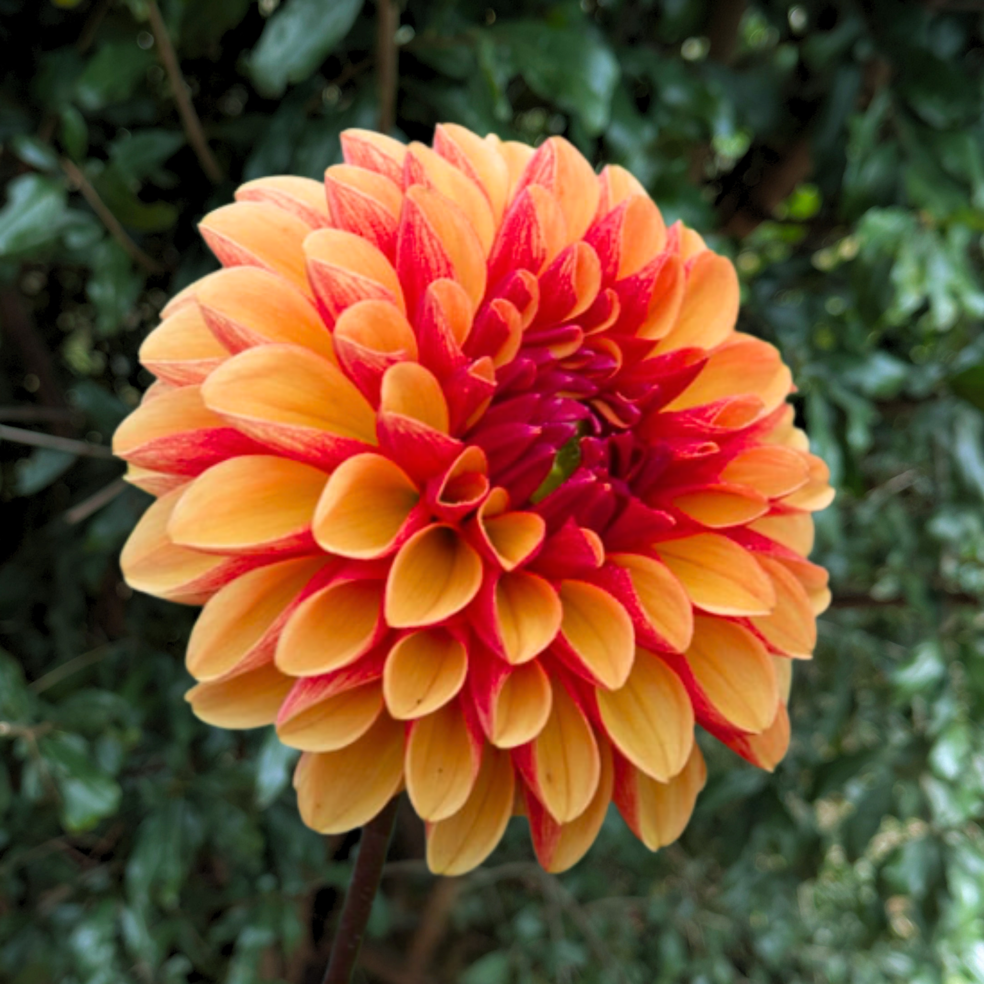 American Sunset Dahlia Tuber | South Africa - Love Dahlias - south - africa - flower - bulbs