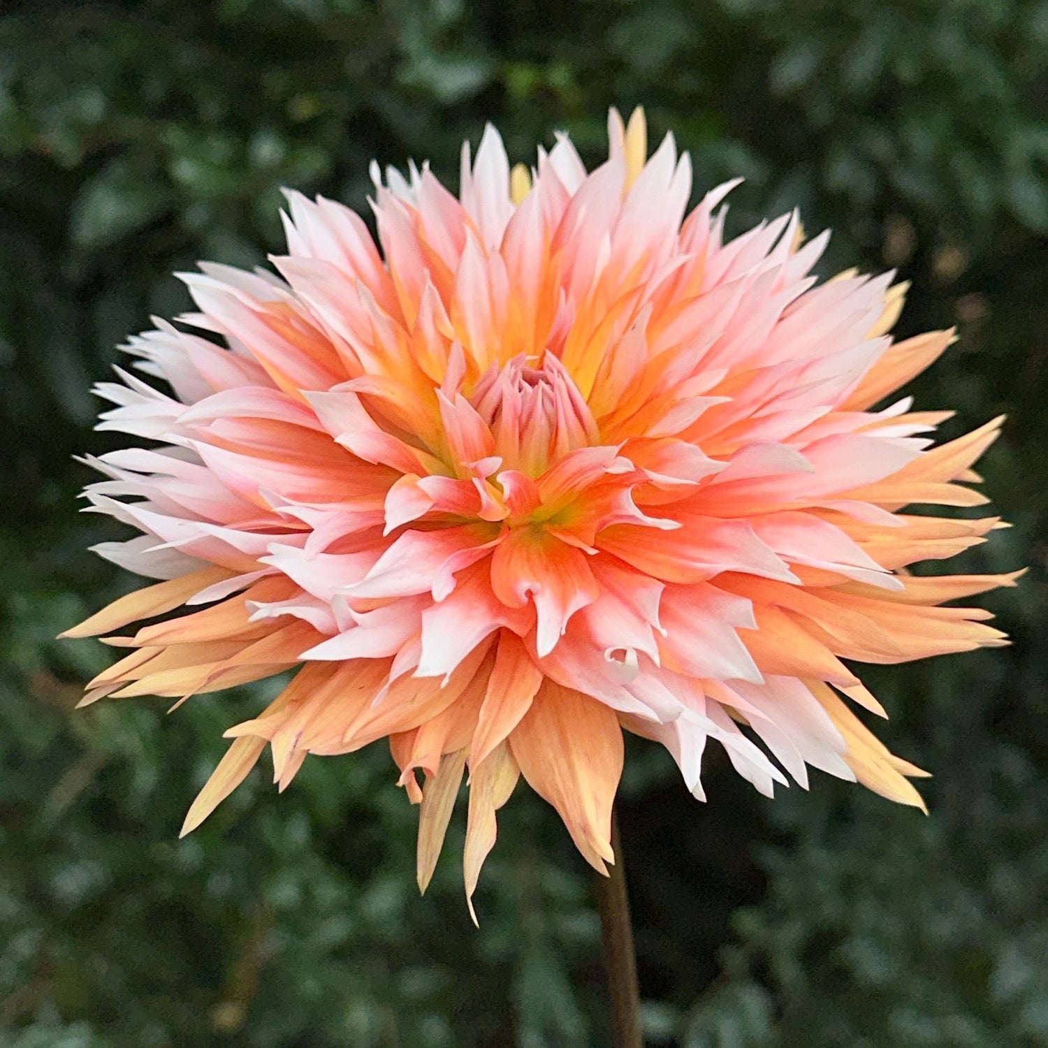 Apelsini Sniega AKA Orange & Snow Dahlia Tuber - Love Dahlias - south - africa - flower - bulbs