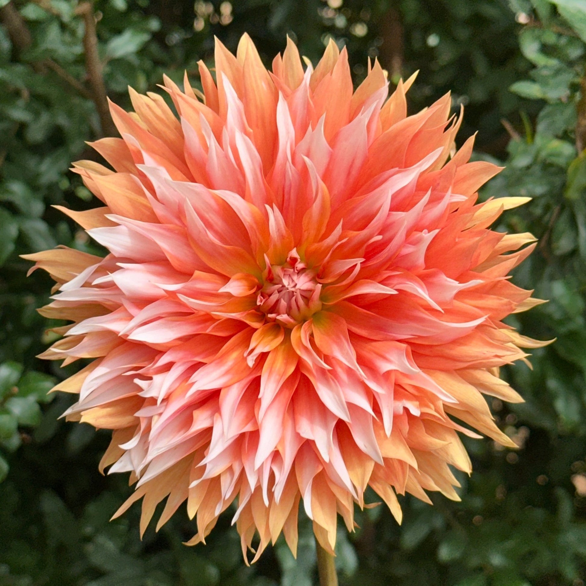 Apelsini Sniega AKA Orange & Snow Dahlia Tuber - Love Dahlias - south - africa - flower - bulbs