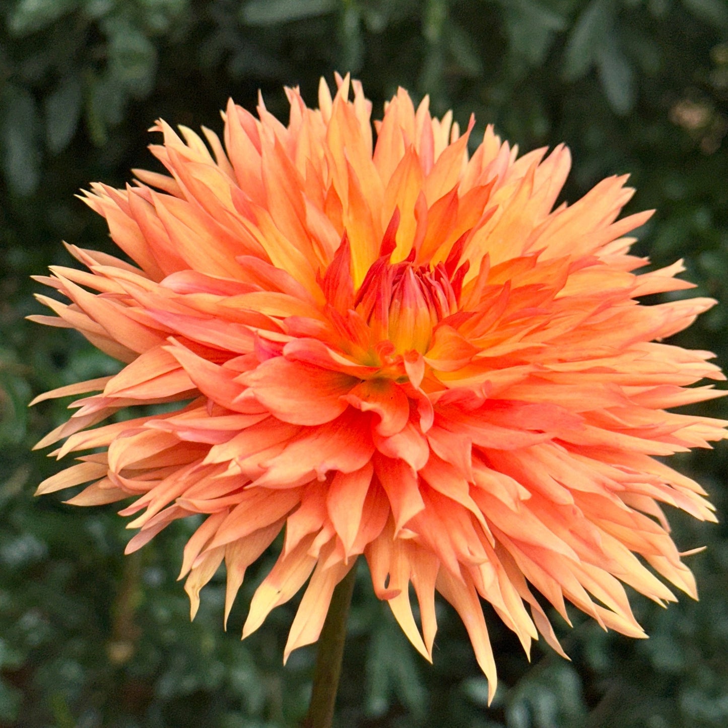 Apelsini Sniega AKA Orange & Snow Dahlia Tuber - Love Dahlias - south - africa - flower - bulbs
