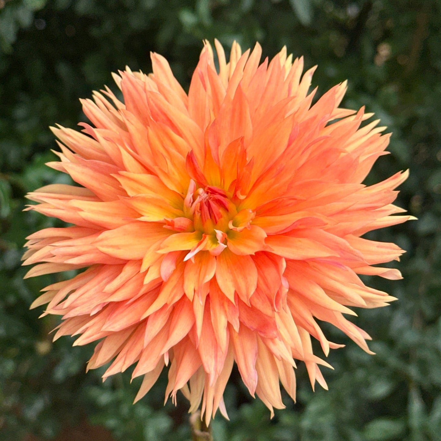 Apelsini Sniega AKA Orange & Snow Dahlia Tuber - Love Dahlias - south - africa - flower - bulbs