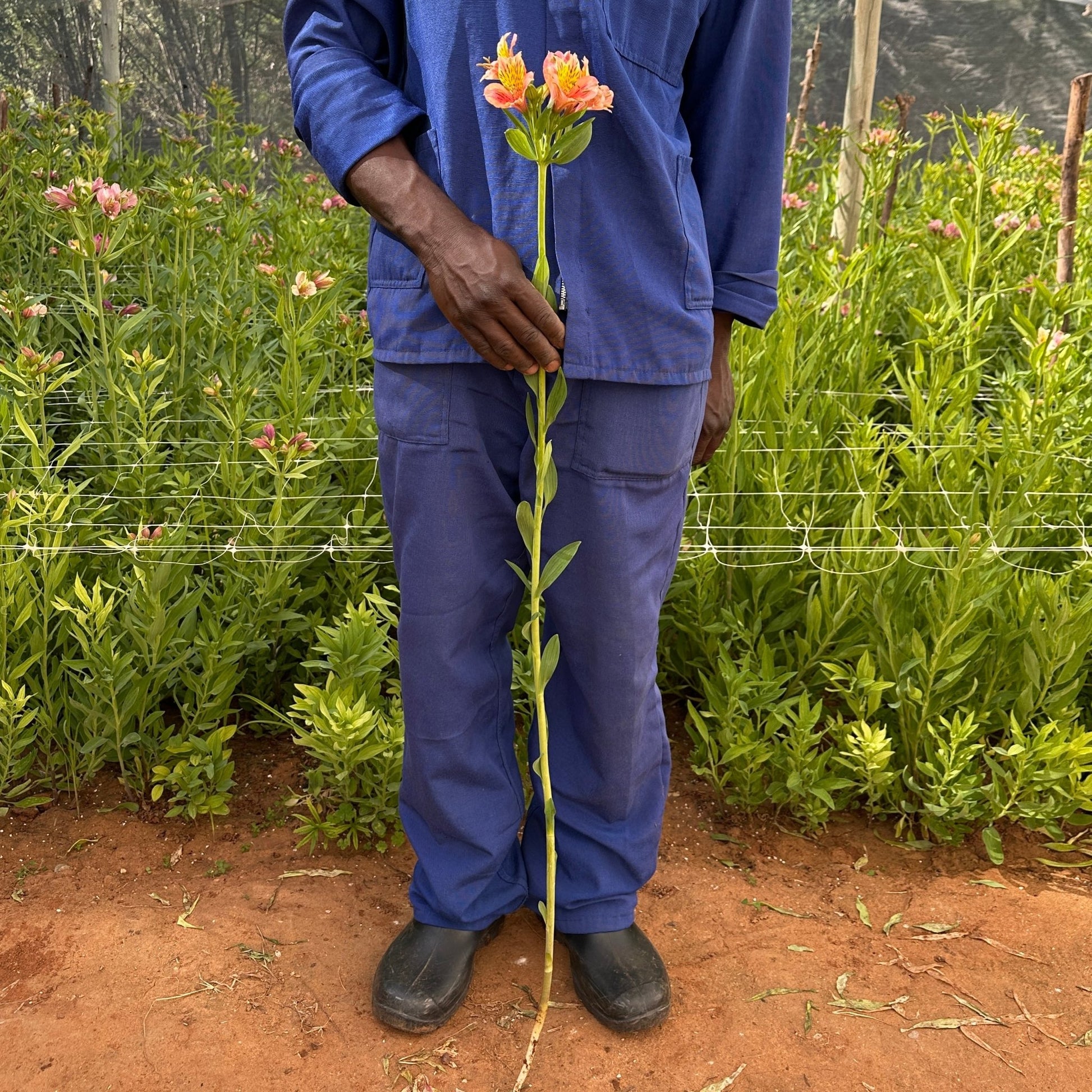 Aperol Alstroemeria Plant (Inca Lily) - Love Dahlias - south - africa - flower - bulbs