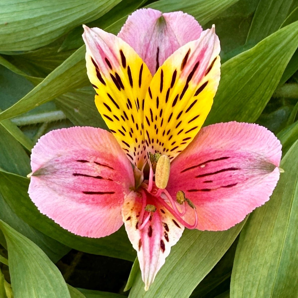 Aperol Alstroemeria Plant (Inca Lily) - Love Dahlias - south - africa - flower - bulbs