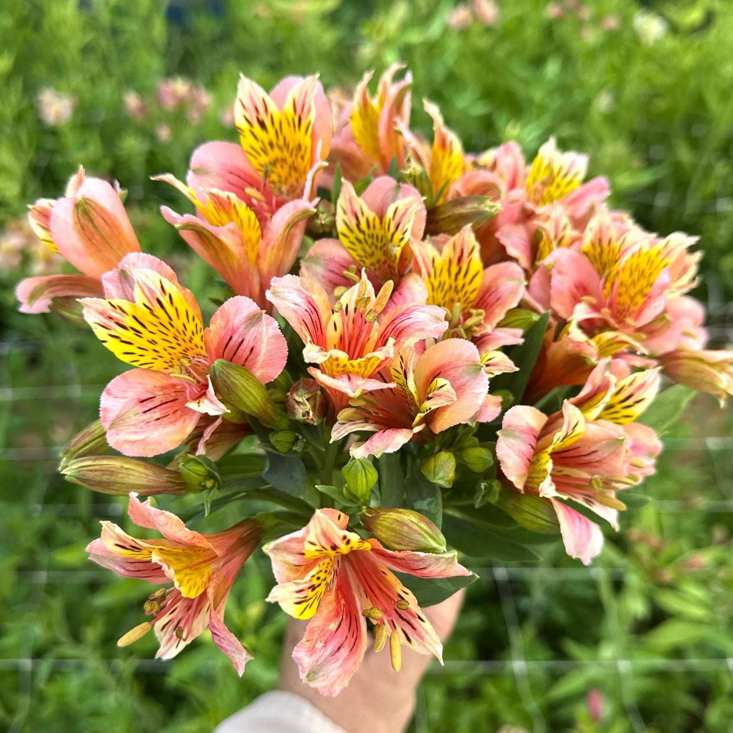 Aperol Alstroemeria Plant (Inca Lily) - Love Dahlias - south - africa - flower - bulbs