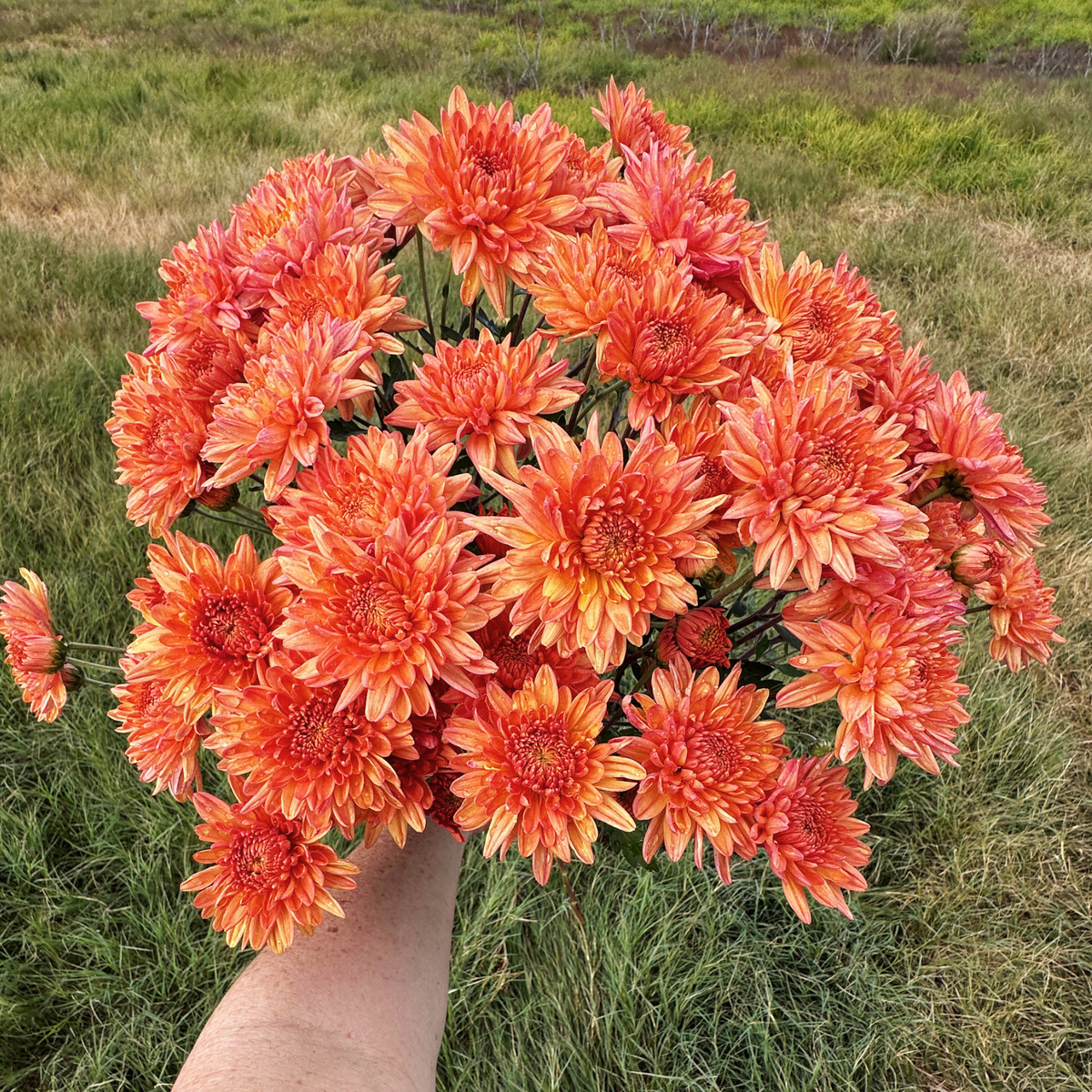 Apricot Candy Heirloom Chrysanthemum | South Africa - Love Dahlias - south - africa - flower - bulbs