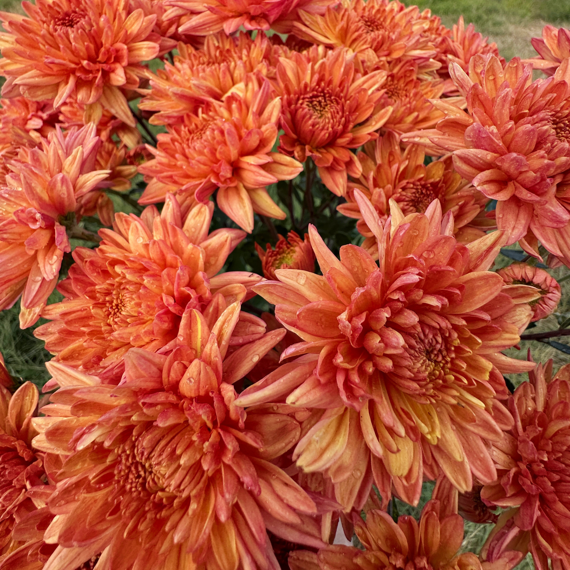 Apricot Candy Heirloom Chrysanthemum | South Africa - Love Dahlias - south - africa - flower - bulbs