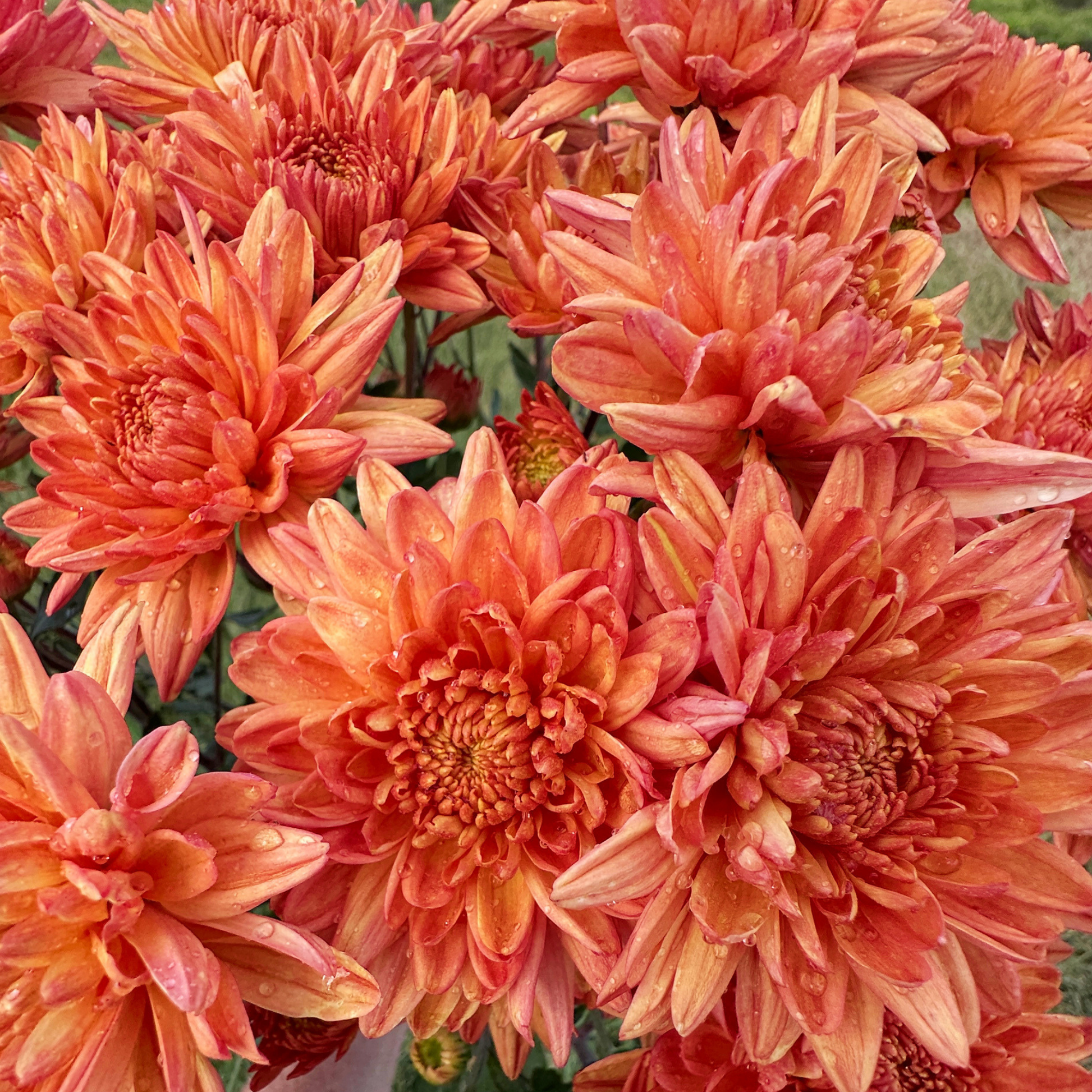 Apricot Candy Heirloom Chrysanthemum | South Africa - Love Dahlias - south - africa - flower - bulbs